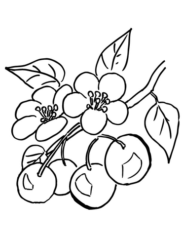 Branch Of Cherry Tree  Coloring Page